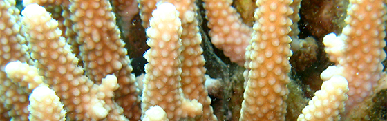 School dive trip