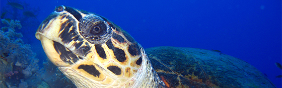 School diving trip in Egypt